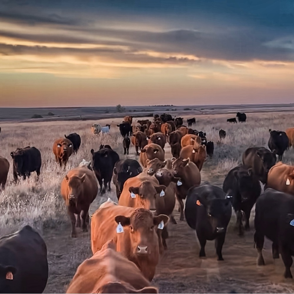 Meet your Posher, Rhiannon